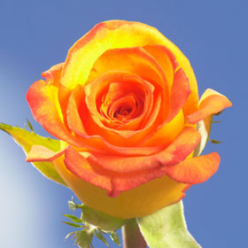  - send-beautiful-yellow-roses-with-orange-tips-online-globalrose-2