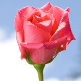 Shocking Versilia Roses