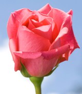 Schoking Versilia Roses