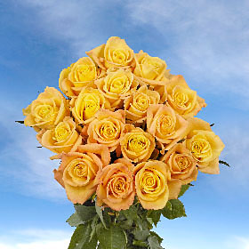 Skyline Roses 250 Yellow Roses