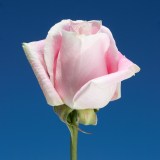 Rosita Vendela Roses