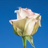 Sophie Roses Long 75