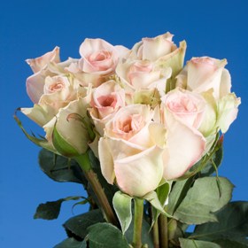 Sophie Roses Long 150