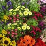 Specialty Combo Pack Flowers