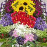 Specialty Combo Pack Flowers