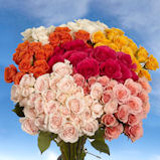 Assorted Spray Roses