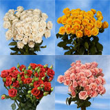 Assorted Color Spray Roses 90 Flowers 360 Blooms Assorted Color Spray Roses 90 Flowers 360 Blooms