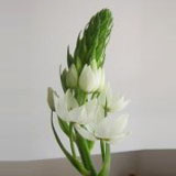 Star Of Bethlehem 100   WhiteFlowers