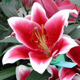 Oriental Lilies Stargazer 50 Flowers