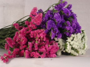 Statice Assorted 20 Bunches