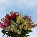 Stock Assorted 40 Flowers