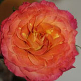 Garden Rose Sunset 72 Roses