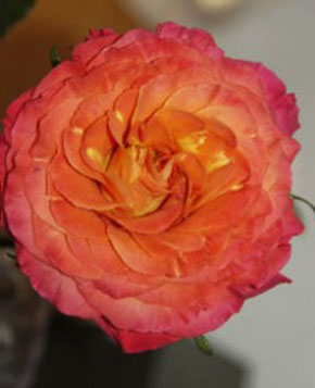 Garden Roses Sunset 72 Roses