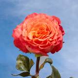Garden Roses Sunset 72 Roses