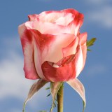 Sweetness Roses