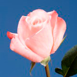 Emilia Roses