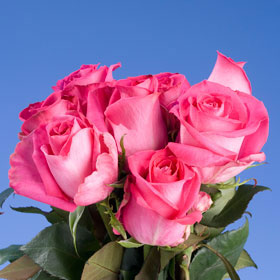 Sweet Unique Roses Long 150 Cream Pink Roses
