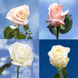Sweetest Day Flowers 100 Pastel Tone Roses