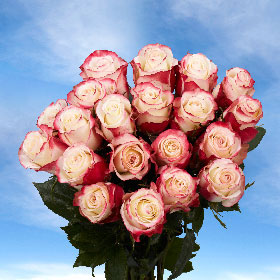 Sweetness Roses Long 75