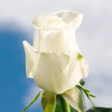 Tibet Roses