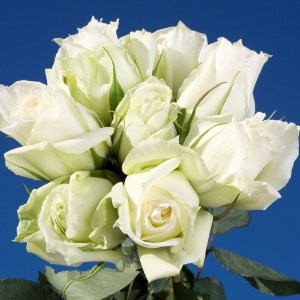 Tineke Roses 200 White Roses
