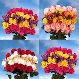 Top Secret 6 Bouquets Assorted 24 Roses Two Colors 4 Global Rose Choice Fillers