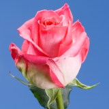 Topaz Roses Long 150 Hot Pink Roses