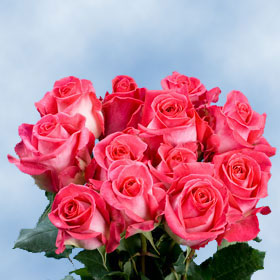 Topaz Roses 250 Hot Pink Roses