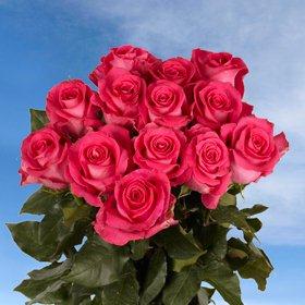 Topaz Roses Long 75 Hot Pink Roses