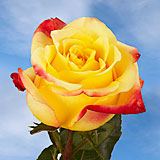 Tressor 2000 Roses 100
