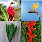 Tropical Mix Flowers