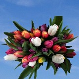 Assorted Tulip Flowers
