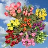 Tulip Flowers