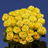 50 Yellow Roses  Pretty Stunning!