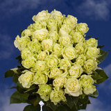 50 Green Roses Quite Striking!