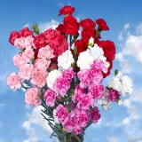 Valentine's Day  Mini  Carnations