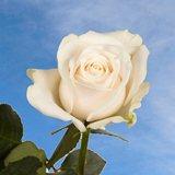 Vendela Roses