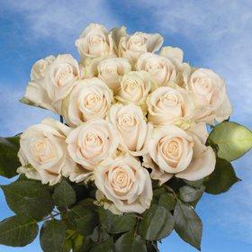 Vendela Roses 200 Ivory Roses