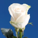 Vendela Roses