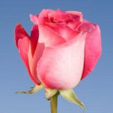 Verdi Roses Long 75