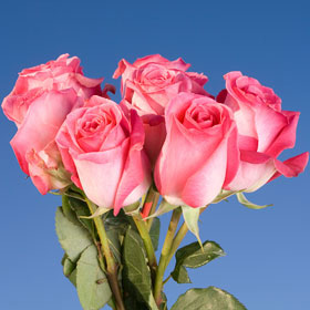 Verdi Roses Long 150