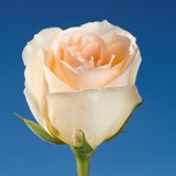 Versilia Roses 100  Peach Pink Roses