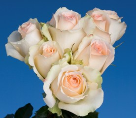 Versilia Roses Long 150  Peach Pink Roses