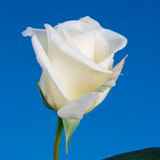 Virginia Roses