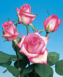 Vogue Roses Long 75