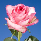 Vogue Roses