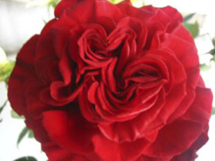 Garden Rose Wanted Hearts 72 Roses