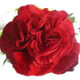 Garden Rose Wanted Hearts 72 Roses