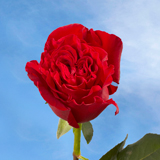 Garden Roses Wanted Hearts 72 Roses