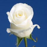 Wedding Roses